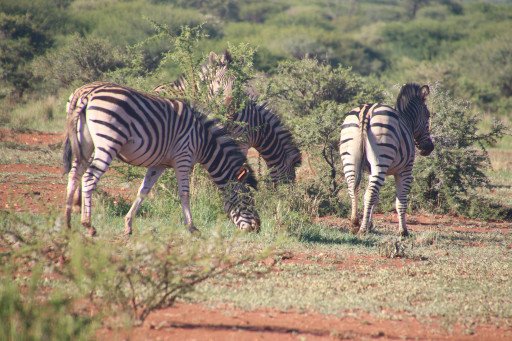 Serengeti Safari Lodge Experience